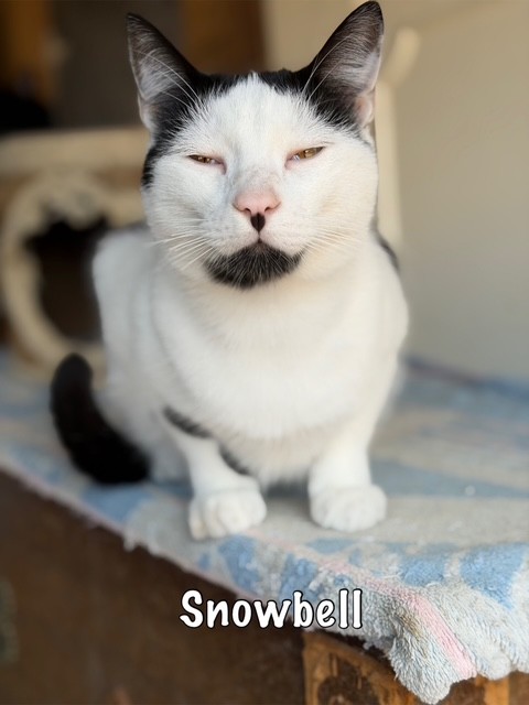 snowbell
